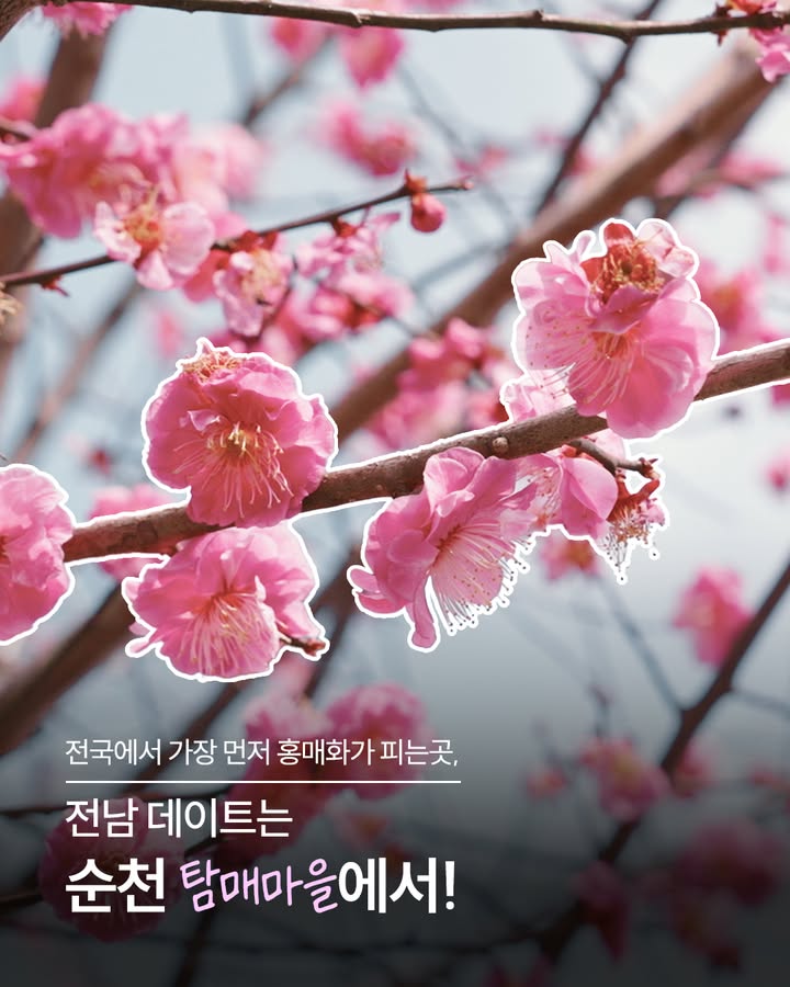 붉은 홍매화가 반기는 봄 산책 명소, 순천 매곡동 탐매마을

전국에서 가장 먼저 홍매화를 만날 수 있는 곳,
순천 매곡동 탐매마을  

골목마다 붉게 물든 홍매화와
아기자기한 벽화, 조형물이 어우러져
걷는 내내 봄기운을 느낄 수 있어요.

가족과 함께 걷기 좋고,
가볍게 봄나들이 즐기기에도 좋은
순천의 특별한 꽃길 명소입니다  

이번 주말,
봄빛 가득한 탐매마을로 떠나보세요!

#순천 #순천여행 #매곡동탐매마을
#홍매화명소 #봄산책 #전남여행 #전남매화 #전남꽃놀이