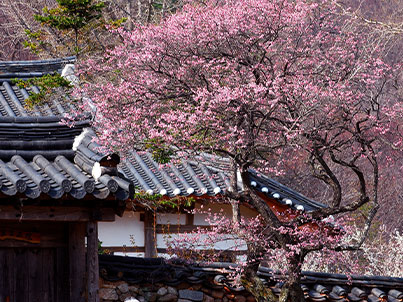 [추가운행]세계유산투어(3월22/29일)