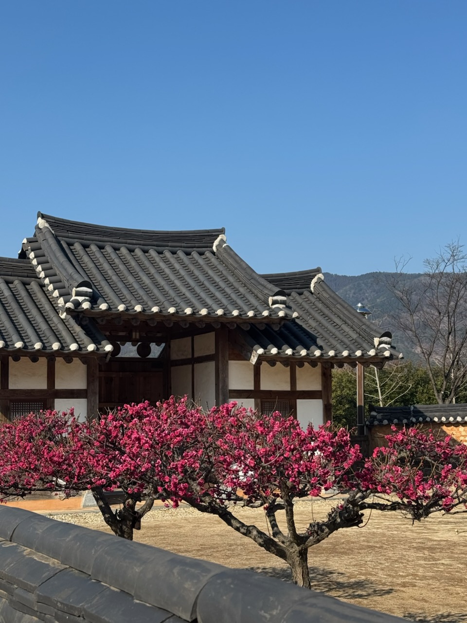 봄1.jpg 이미지입니다.