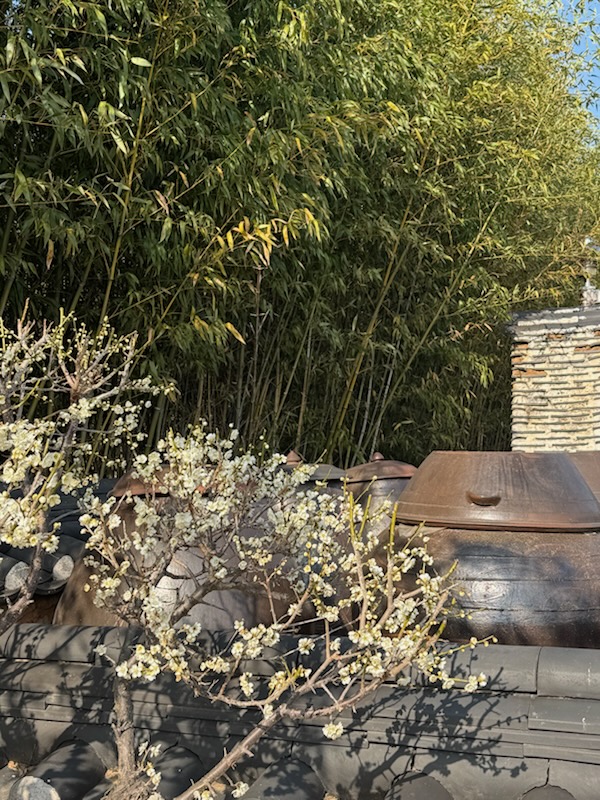 봄2.jpg 이미지입니다.