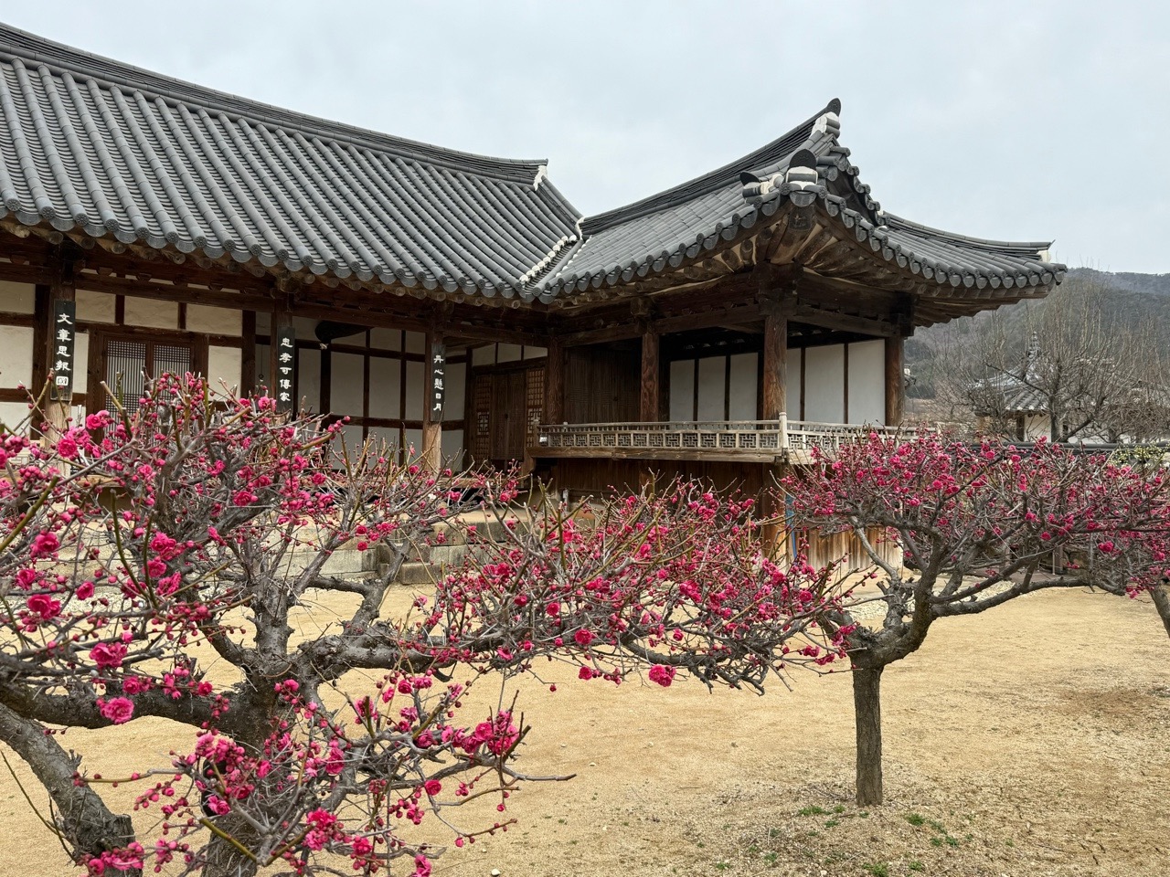 봄1.2.jpg 이미지입니다.