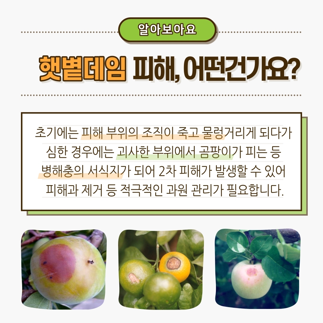 과수 햇볕데임 주의하세요 (2).jpg 이미지입니다.