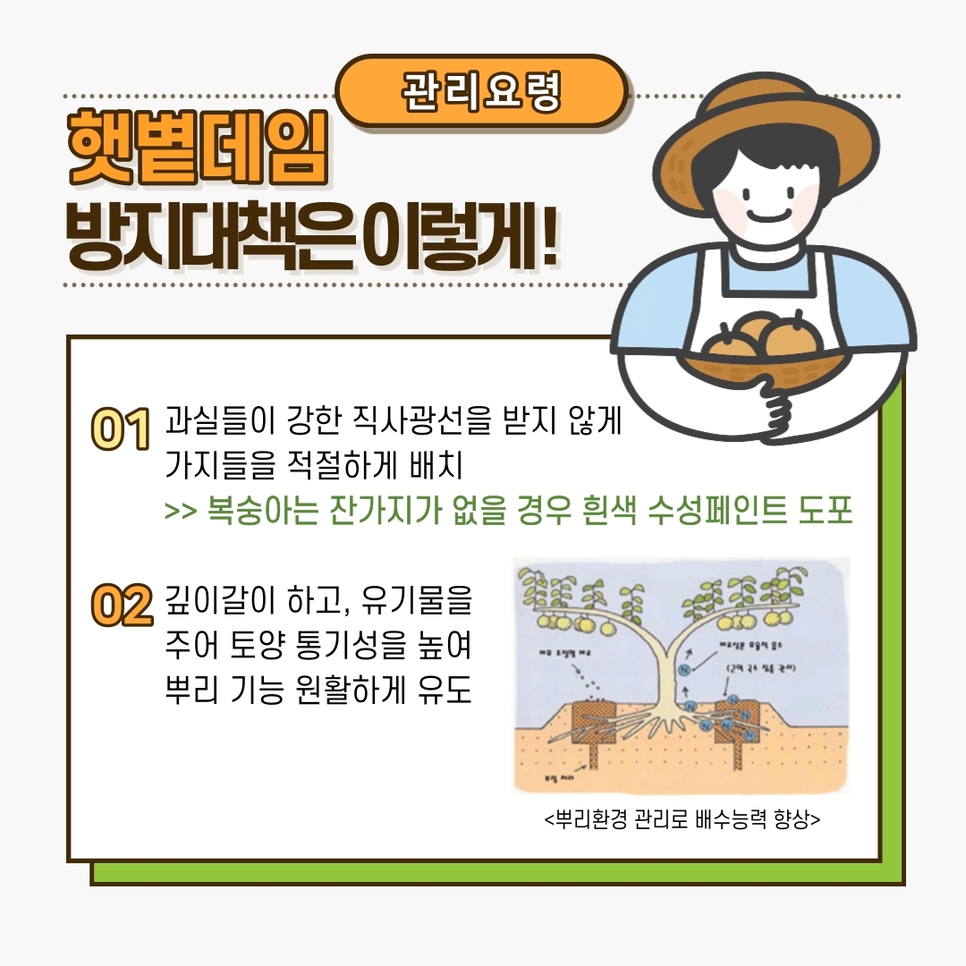 과수 햇볕데임 주의하세요 (4).jpg 이미지입니다.